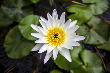 White Lotus Flower Bangkok