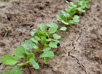 green vegetable seedling for growing in the garden on the beds