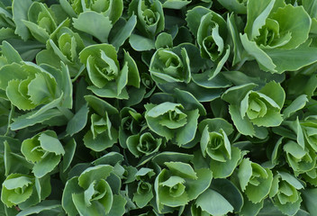 background of green flowers in the garden or on the fabric