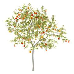 peach tree with peaches isolated on white background