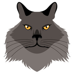 Chantilly tiffany cat avatar. Cat breeds