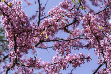 Pink crabapple in full bloom. Springtime sunshine and bright blue sky