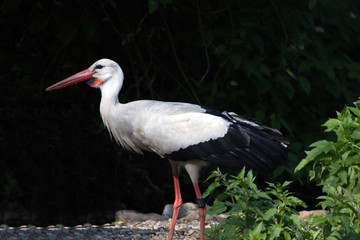 Weißstorch Weissstorch Weisstorch