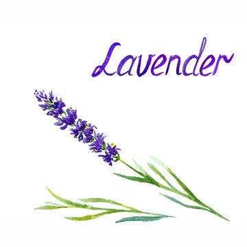 Lavender flower and leaves, isolated on white background hand painted watercolor illustration with inscription