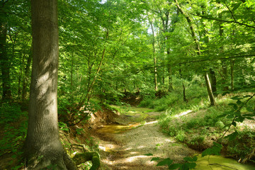 Obraz premium Landschaft 560