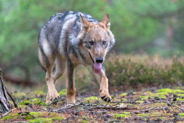 Gray (or Grey) Wolves (Canis lupus) in the Bayerischer Wald National Park in Bavaria, Germany