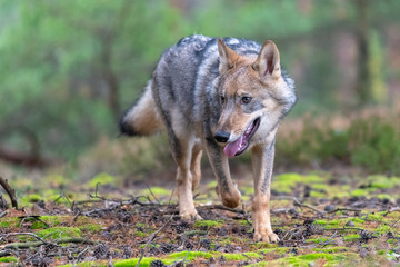 Naklejka na ściany i meble Gray (or Grey) Wolves (Canis lupus) in the Bayerischer Wald National Park in Bavaria, Germany