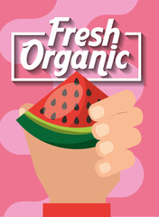 hand holding fresh organic fruit watermelon vector illustration