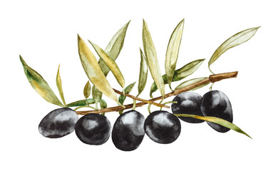Black olives on branch with leaves. Hand drawn watercolor illustration  isolated on a white background.