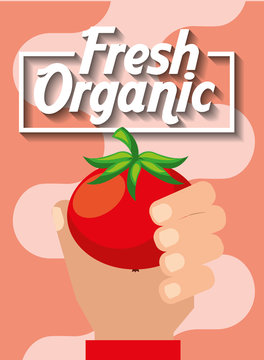 hand holding vegetable fresh organic tomato vector illustration