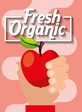 hand holding fresh organic fruit apple vector illustration