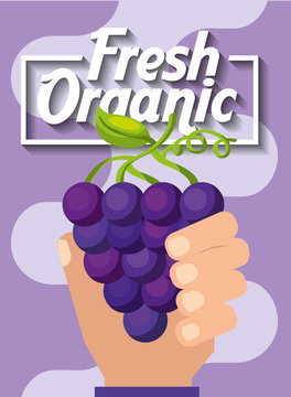 hand holding fresh organic fruit grapes vector illustration