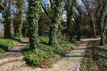 Trees with ivy in spa gardens Oberlaa in Vienna
