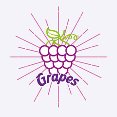 vintage style card fresh organic natural grapes vector illustration