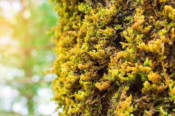 Moss-covered stone. Beautiful moss and lichen covered stone. Bright brown moss Background textured in nature