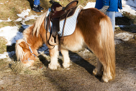 pony piccoli cavalli con la sella  che brucano l'erba