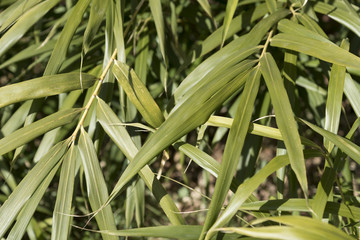 Obraz premium 神代植物公園で栽培されているクリオザサ（東京都調布市）