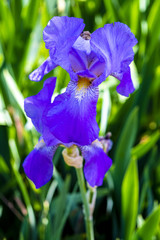 Flower - Purple Iris in Green Foliage