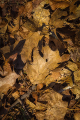 Maple Leaf at the ground