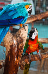Colorful couple red and blue macaws sitting on log.