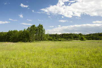 Green meadow, forest and blue sky