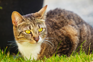 cat enjoying himself outdoor