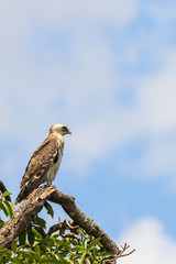 Close up of a Short-toed snake eagle