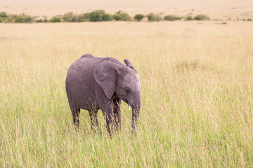 Fototapeta premium Elephant calf walking in the grass of the savannah