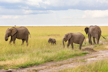 Elephants with a small calf on grass savanna