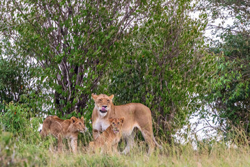 Fototapeta premium Lioness and cub licking her mouth