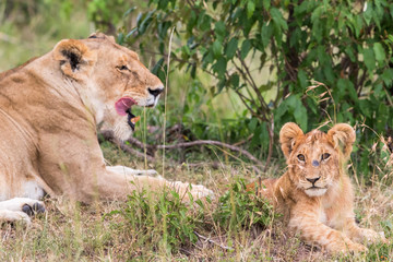 Lion Cub with his mother lying in the grass on savannah