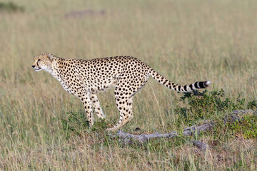 watchful wild cheetahs in the savannah Arikanska