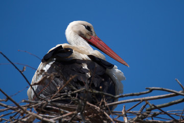 Weißstorch Weisstorch Weissstorch