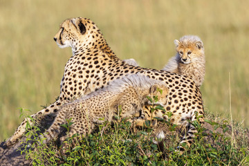 Cheetahs with playful cubs lying on the savannah