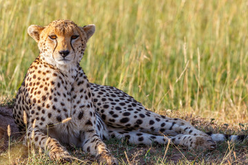 Cheetah lying down in the grass and looking at the camera