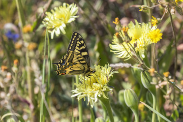 Swallowtail sitting on a flower and sucking nectar