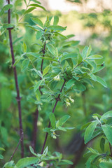 flowering branch of honeysuckle close up