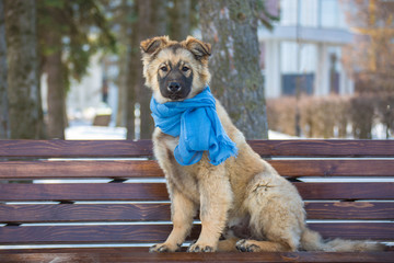 cute puppy in a blue scarf sits on a park bench