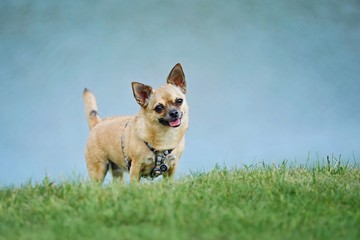 Cute young brown chihuahua with dog collar standing on edge of green grass with blurry blue background tilting its head, pink tongue sticking out, green grass foreground, complementary colors