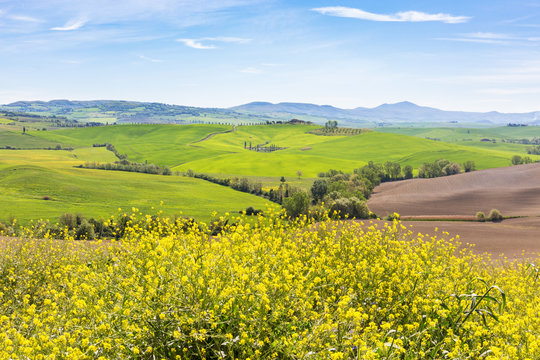 Yellow flowers in a rural Italian landscape view