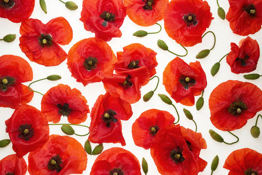 Maki Bilder Durchsuchen 189,397 Archivfotos, und