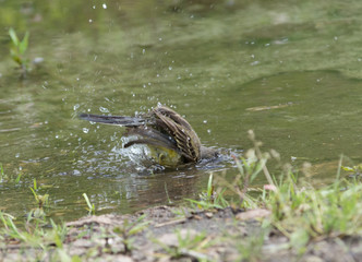 Wagtail in water, Motacilla werae,natural environment
