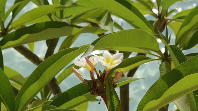 Beautiful white and yellow flowers and green leaves of plumeria tree isolated at blurry blue water of swimming pool background.