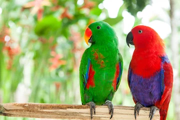 Papier Peint photo Autocollant Perroquet une paire de perroquets Eclectus des îles Salomon verts et rouges