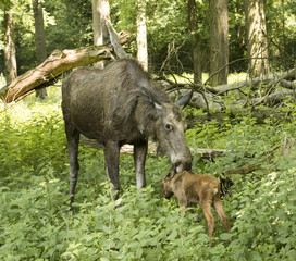 Elk cow with child in the forest. Karlsruhe, Germany, Europe