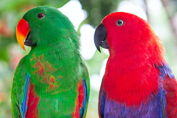 Fototapeta na wymiar a pair of green and red Solomon Island Eclectus Parrots