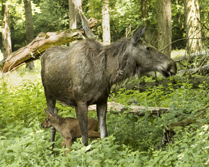 Elk cow with child in the forest. Karlsruhe, Germany, Europe