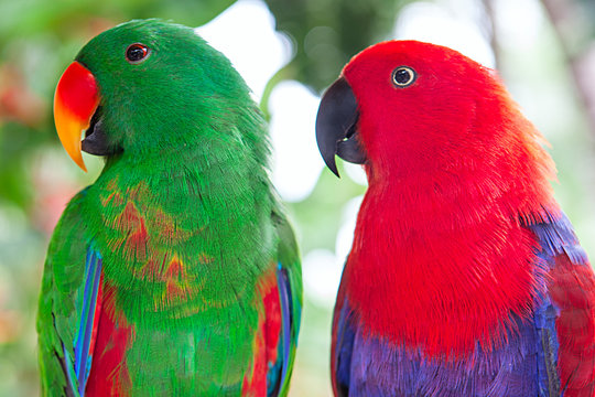 Fototapeta a pair of green and red Solomon Island Eclectus Parrots