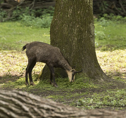 Chamois alone on the tree. Karlsruhe, Germany, Europe