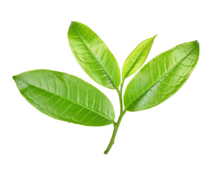 Green tea leaf,tea  isolated on white background
